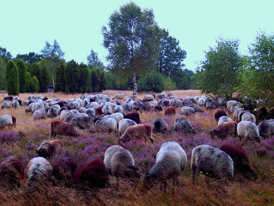 Landgasthof Heidetal Betzendorf Eksteriør billede